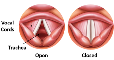 Vocal folds open and closed